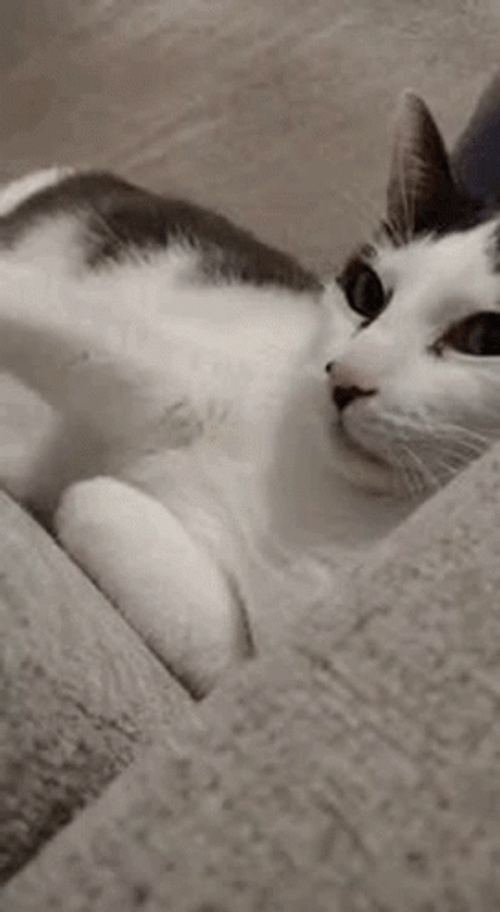 Cat Attack Fight Scene GIF