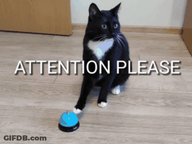 Cat Attention Please GIF