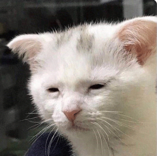 Cat Awake But At What Cost Sleepy Meme GIF