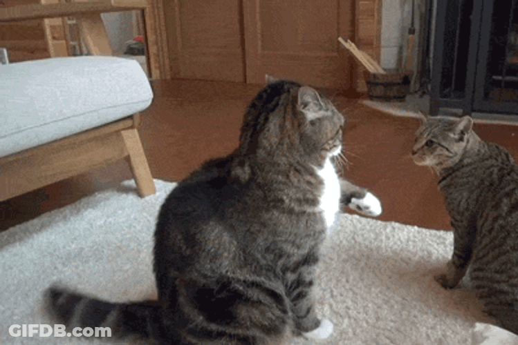 Cat Awkward True Love GIF