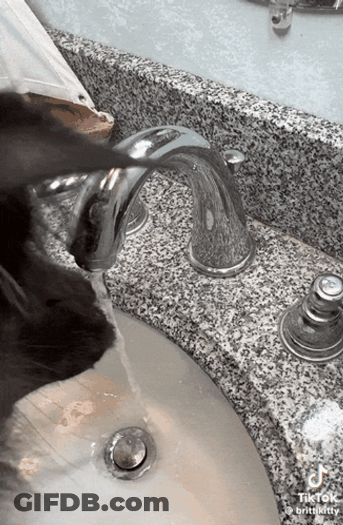 Cat Bathroom Hand Wash GIF