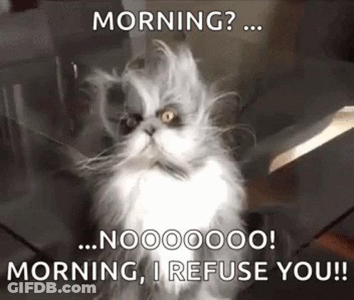 Cat Bed Hair GIF