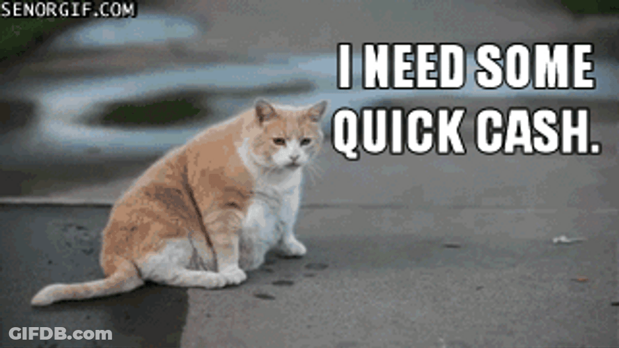 Cat Begging For Cash GIF