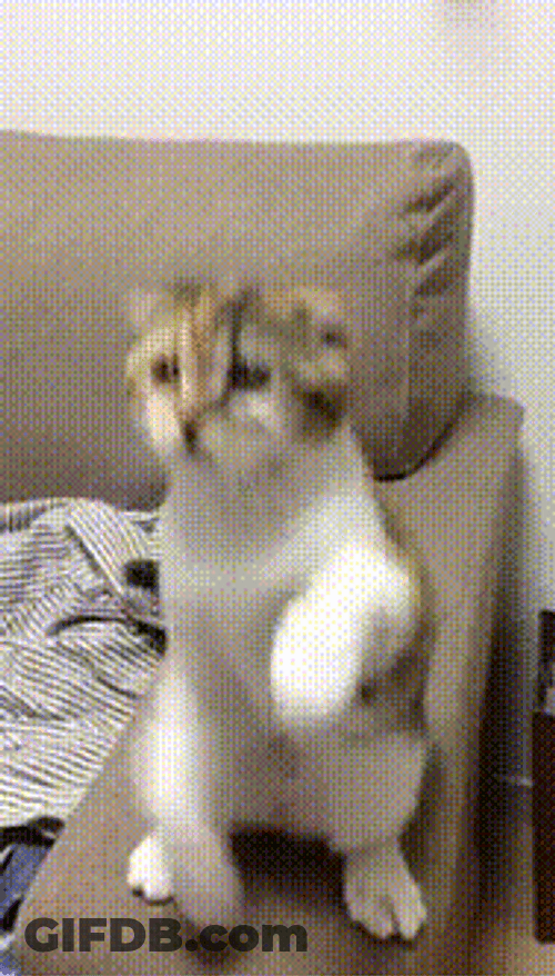Cat Begging Its Owner GIF