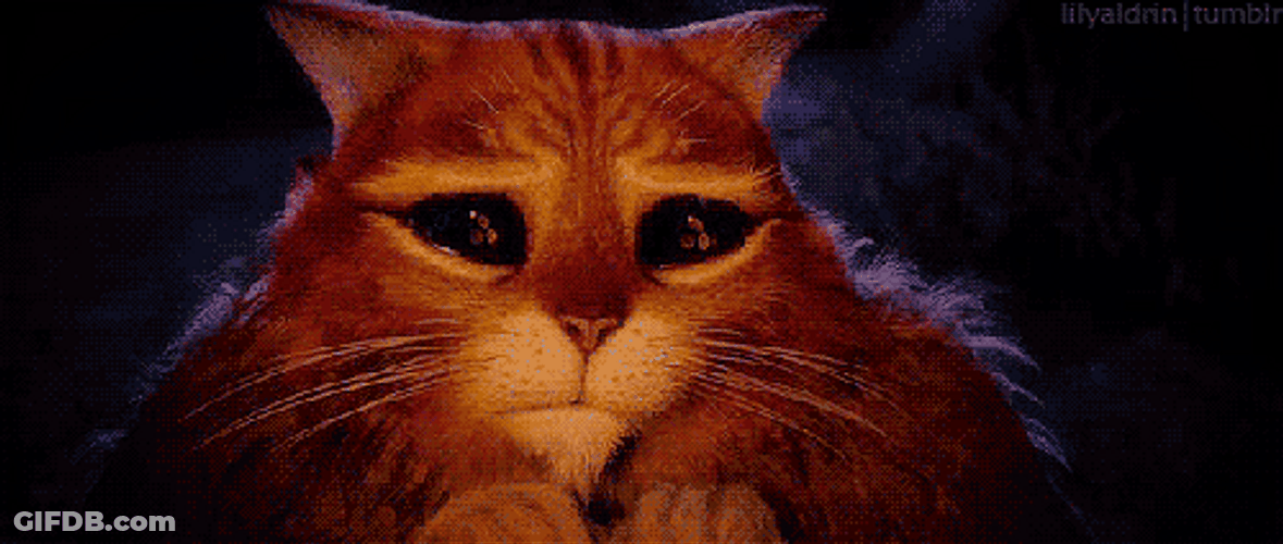 Cat Begging GIF