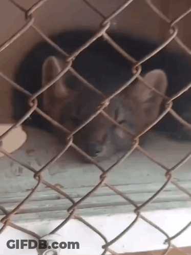 Cat Behind Chain Link Fence Looking Out GIF
