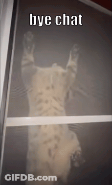 Cat Behind Screen With Bye Chat GIF