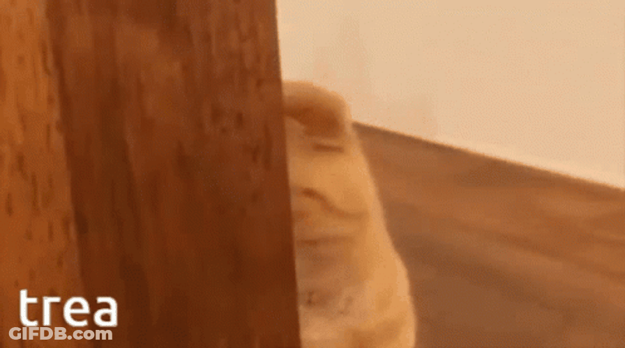 Cat Behind The Door Hiding Meme GIF