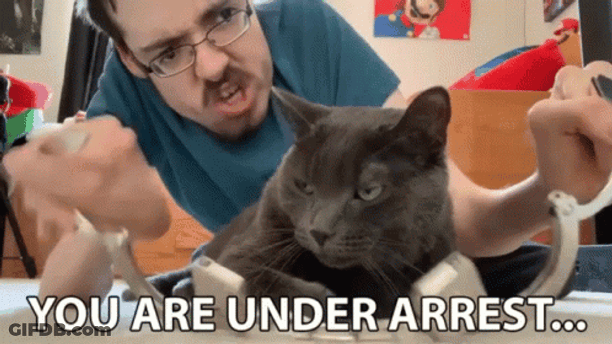 Cat Being Arrested GIF