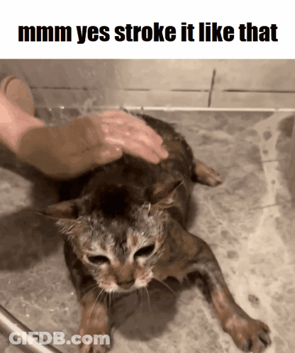 Cat Being Bathed Saying Mmmm Yes Stroke It Like That GIF