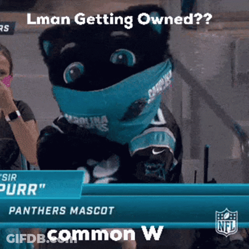Cat Being Brushed By Person GIF