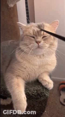 Cat Being Brushed GIF