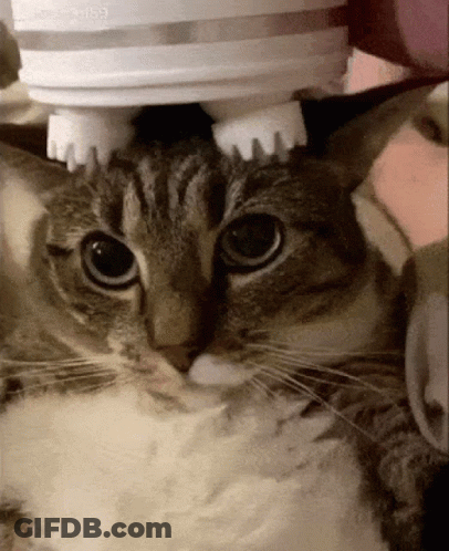 Cat Being Brushed With Toothpaste Dispenser GIF