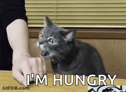 Cat Being Fed At Table With Open Mouth GIF