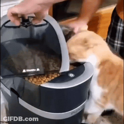 Cat Being Fed Food At Table GIF