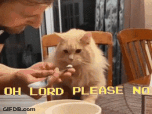Cat Being Fed Saying Oh Lord Please No GIF