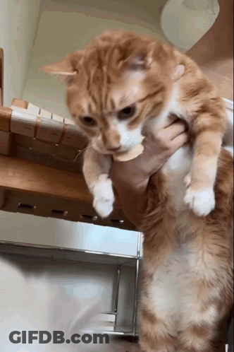 Cat Being Held Looking At Camera GIF