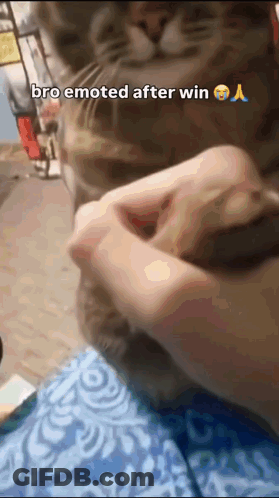 Cat Being Petted Bro Emoted After Win GIF