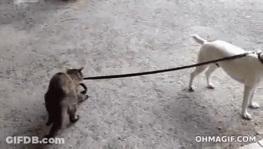 Cat Being Pulled By White Dog On Leash GIF