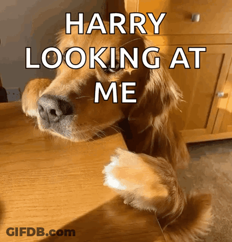 Cat Bella Give Godly Or U Like Abyss GIF