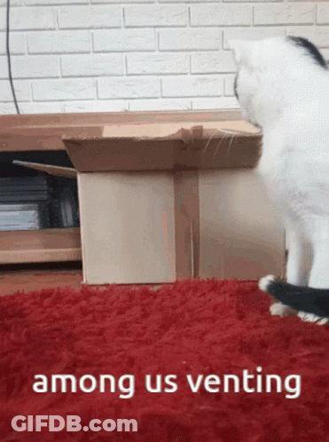 Cat Beside Cardboard Box With Among Us Venting GIF