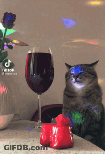 Cat Beside Glass Of Wine And Red Rose GIF