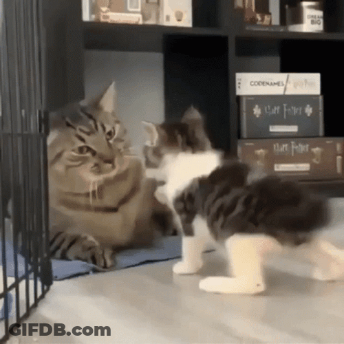 Cat Big Smack Cat GIF