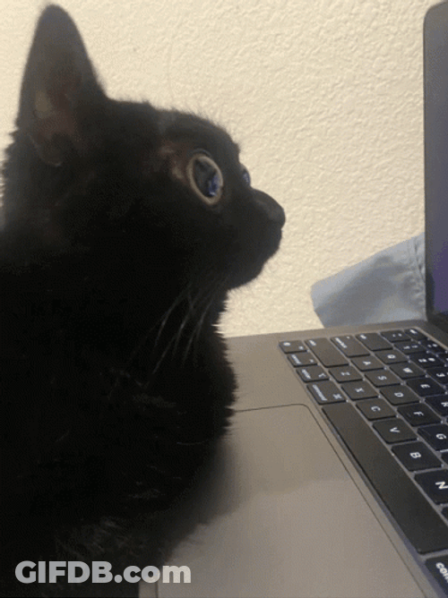 Cat Big Weird Eyes Staring Computer GIF