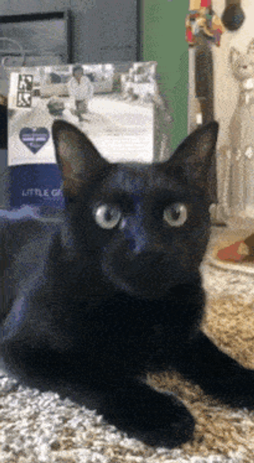 Cat Birthday GIF