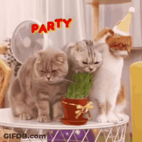 Cat Birthday Party Celebration GIF