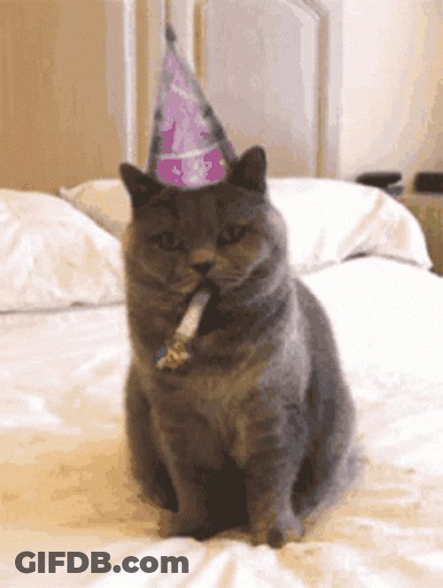 Cat Birthday Party Purple Hat GIF