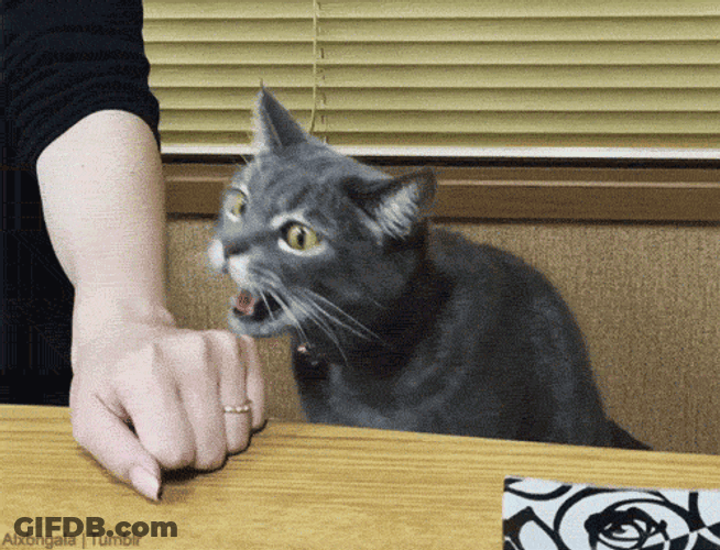 Cat Bite Hand No Teeth GIF