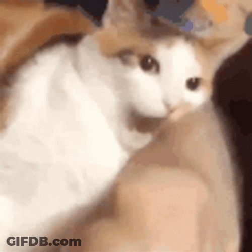 Cat Bites Hand GIF