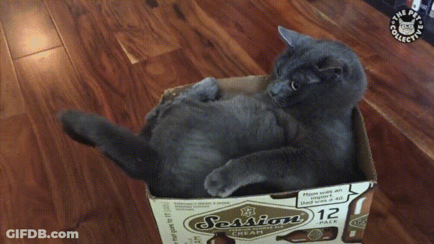 Cat Bites Own Tail GIF