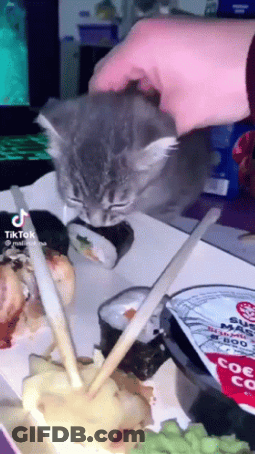 Cat Bites Sushi GIF