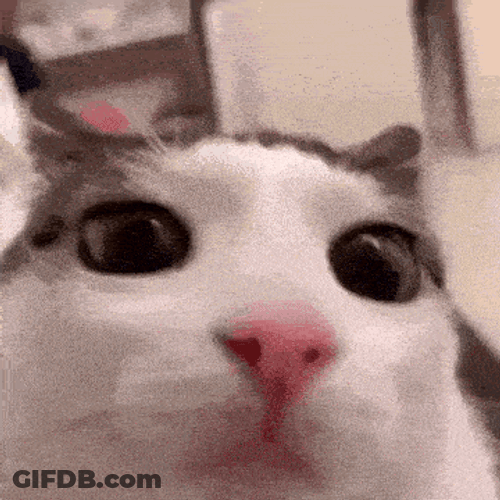 Cat Blink GIF