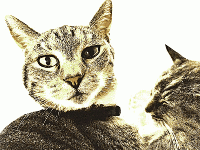 Cat Bobbing Head Bang Dance Party GIF