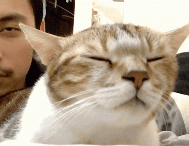 Cat Bobbing Head Close Eyes Nodding GIF