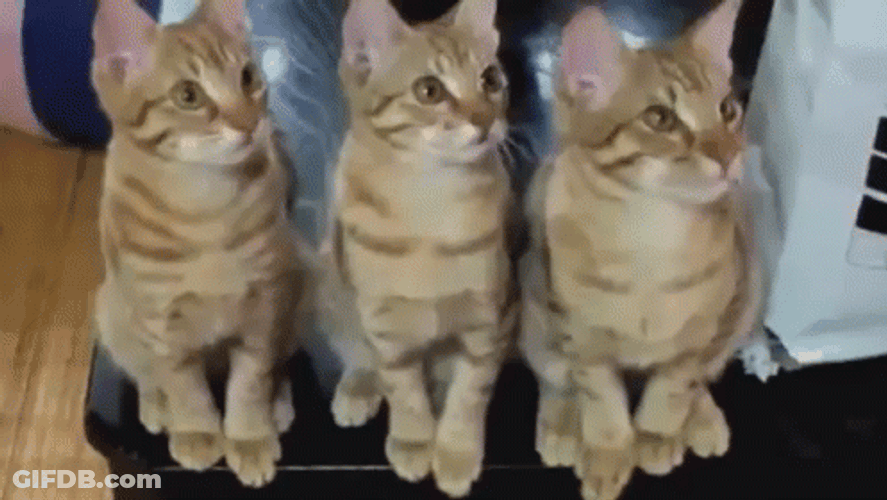 Cat Bobbing Head Cute Kittens Nodding Together GIF