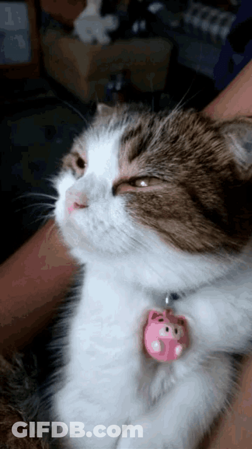 Cat Bobbing Head Cute Sleepy Nod GIF
