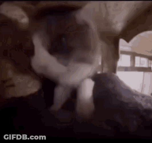 Cat Bobbing Head Fast Motion Kneading Blanket GIF