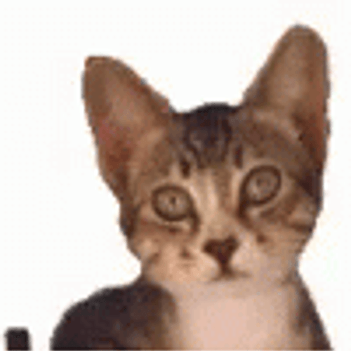 Cat Bobbing Head Listening Music Bop GIF
