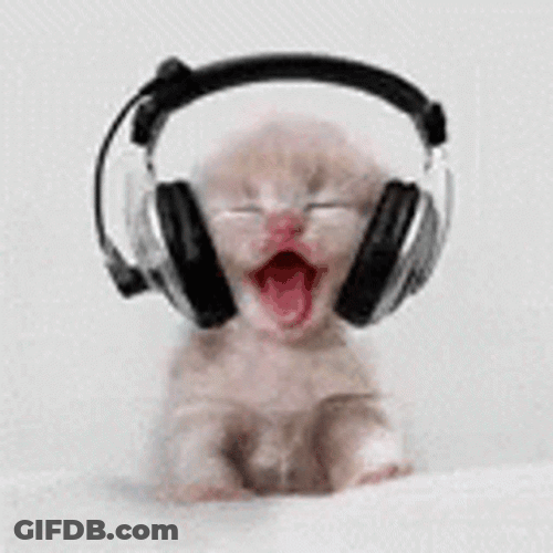 Cat Bobbing Head Listening Music Dance Jive GIF