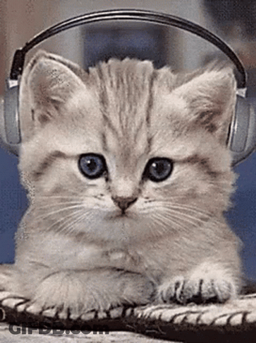 Cat Bobbing Head Listening Music Headphone GIF