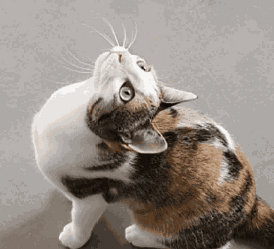 Cat Bobbing Head Look Up Shake GIF