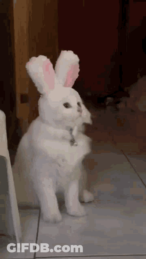 Cat Bobbing Head Shake Bunny Ears GIF