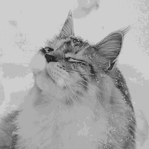 Cat Bobbing Head Shake Feels Good Snow Winter GIF