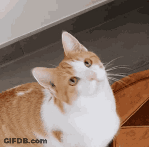 Cat Bobbing Head Shake Groovy Swag GIF