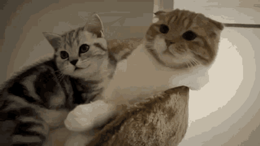 Cat Bobbing Head Shake Playing Looking Around GIF