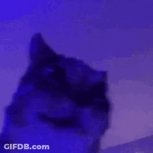 Cat Bobbing Head Shaking Angry Neon Lights GIF